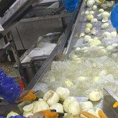 בצל שלם קפוא