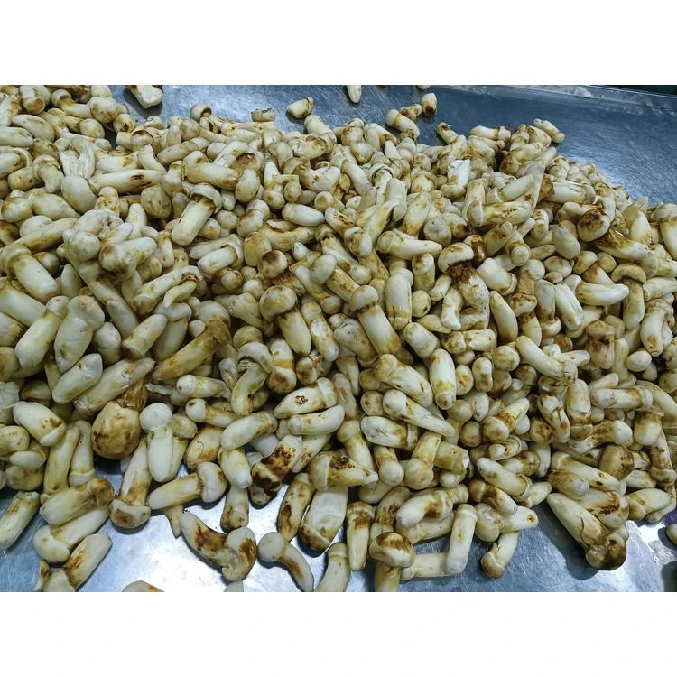 Matsutake Mushrooms whole raw-material reference; frozen status unverified